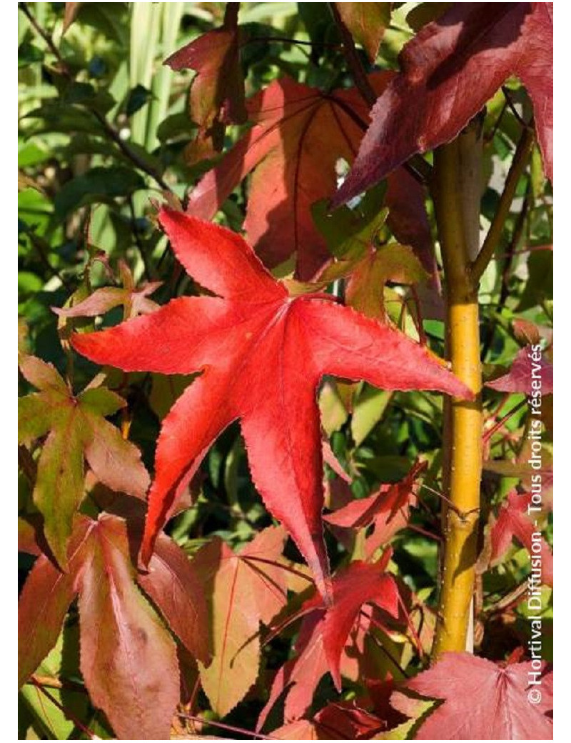 LIQUIDAMBAR styraciflua THEA