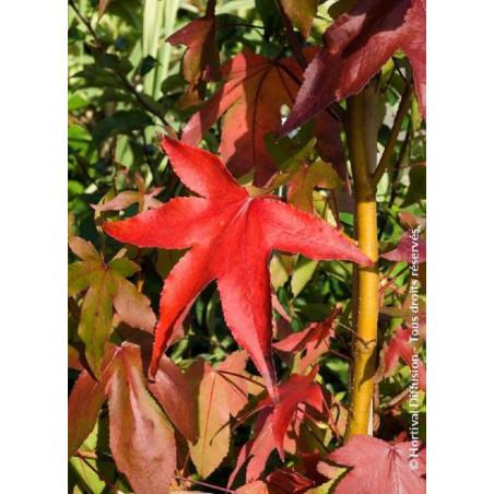 LIQUIDAMBAR styraciflua THEA