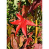 LIQUIDAMBAR styraciflua THEA