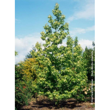 LIQUIDAMBAR styraciflua THEA