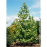 LIQUIDAMBAR styraciflua THEA