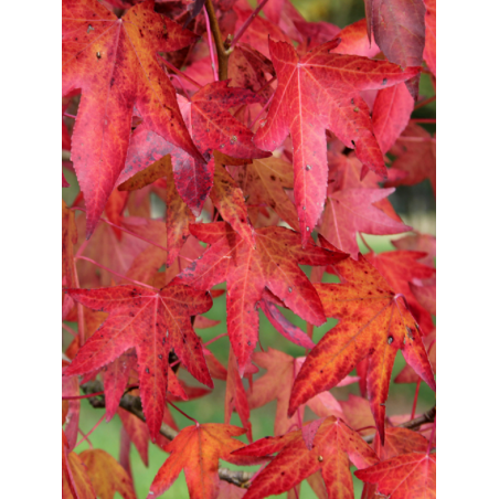 LIQUIDAMBAR styraciflua WORPLESDON