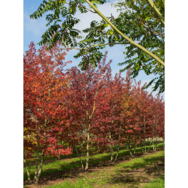 LIQUIDAMBAR styraciflua WORPLESDON