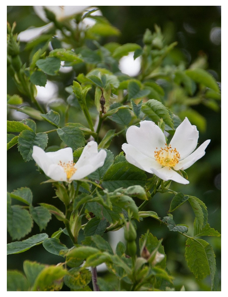 ROSA arvensis