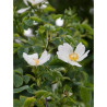 ROSA arvensis