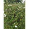 ROSA arvensis