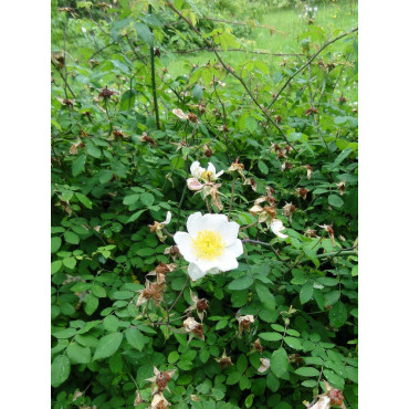 ROSA arvensis