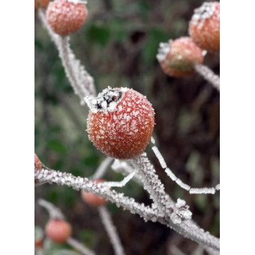 ROSA rugosa