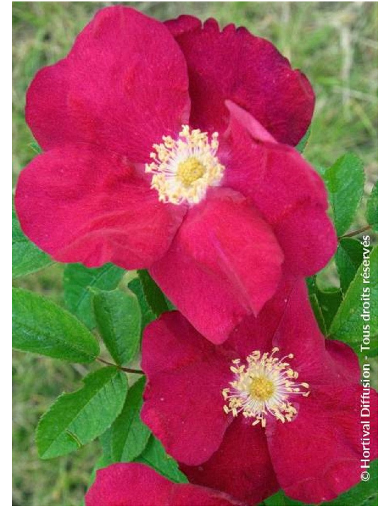 ROSA rugosa CARMEN