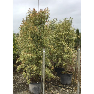 LIGUSTRUM japonicum EXCELSUM SUPERBUM