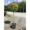 LIGUSTRUM japonicum EXCELSUM SUPERBUM