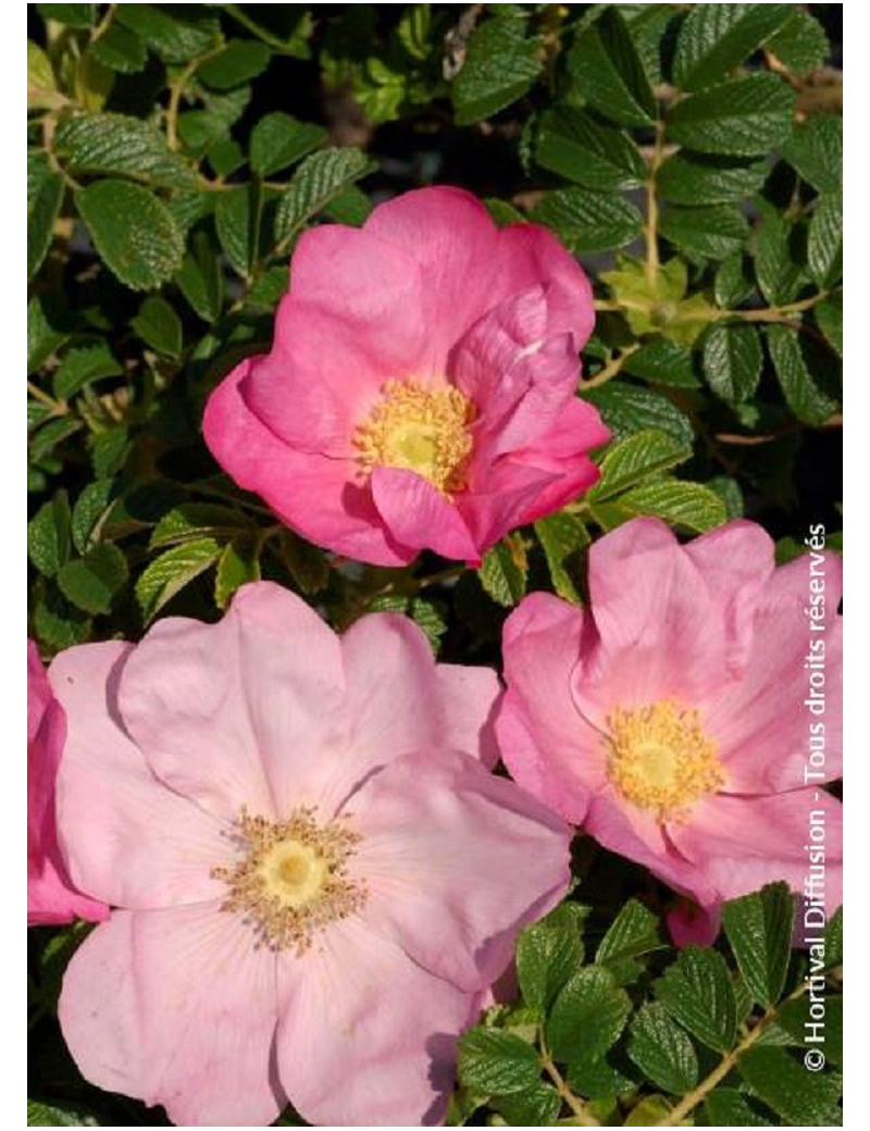 ROSA rugosa FRAU DAGMAR HASTRUP