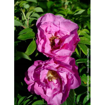 ROSA rugosa PUSSY