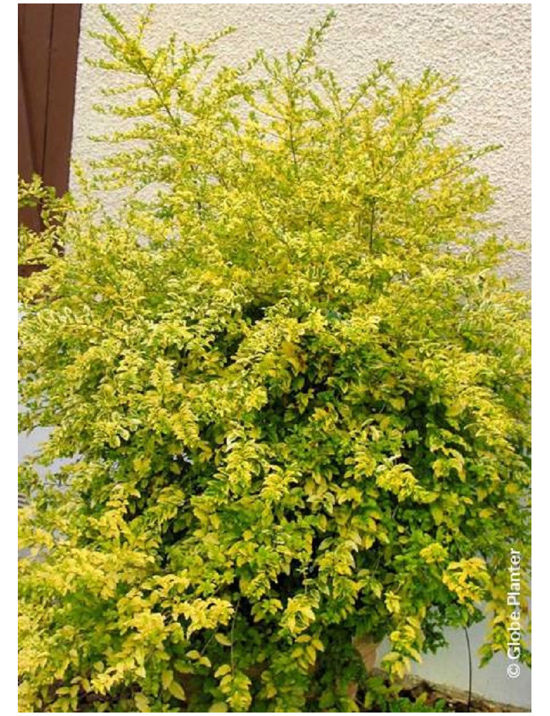 LIGUSTRUM sinense LEMON & LIME