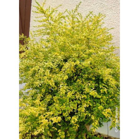 LIGUSTRUM sinense LEMON & LIME