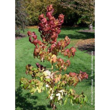 LIQUIDAMBAR styraciflua GOLDEN SUN