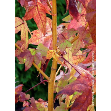 LIQUIDAMBAR styraciflua GOLDEN SUN