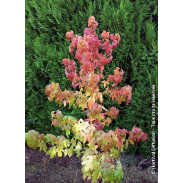 LIQUIDAMBAR styraciflua GOLDEN SUN