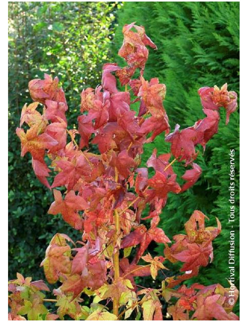 LIQUIDAMBAR styraciflua GOLDEN SUN