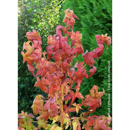 LIQUIDAMBAR styraciflua GOLDEN SUN