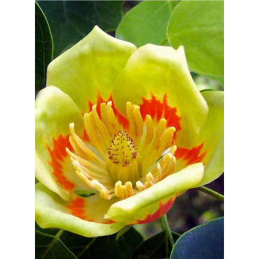 LIRIODENDRON tulipifera