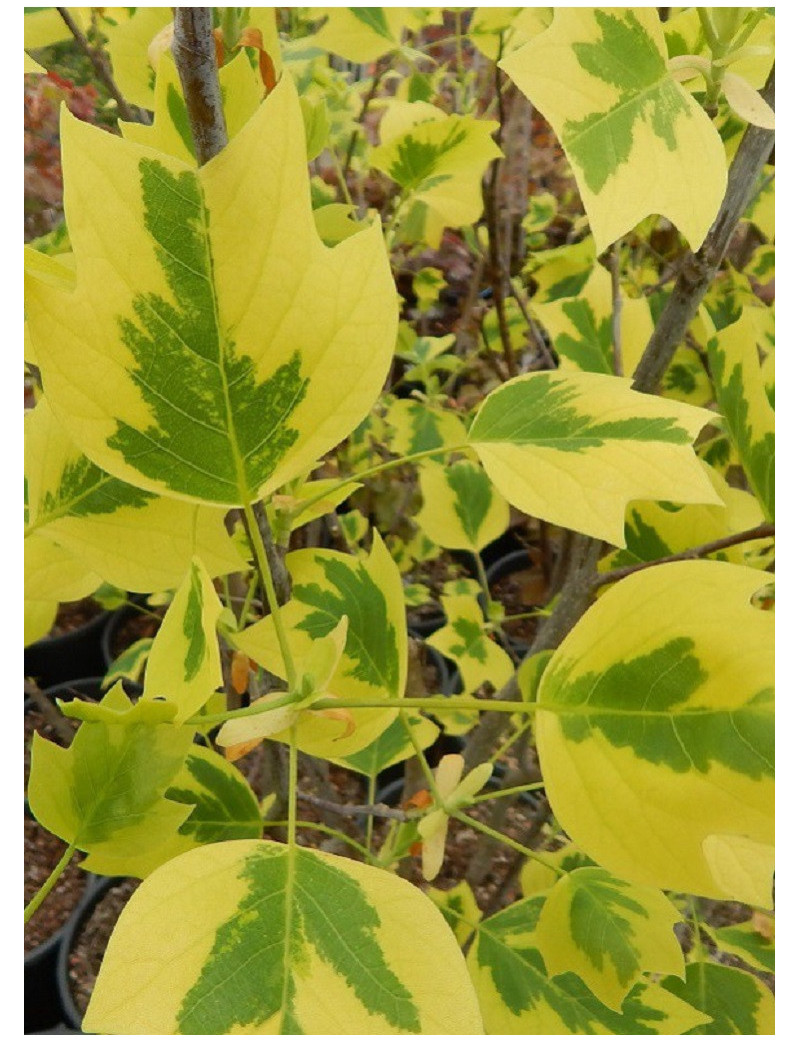 LIRIODENDRON tulipifera AUREOMARGINATUM