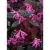 LOROPETALUM chinense FIRE DANCE