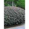 LOROPETALUM chinense FIRE DANCE