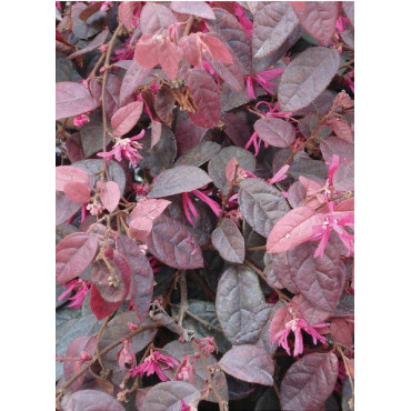 LOROPETALUM chinense FIRE DANCE