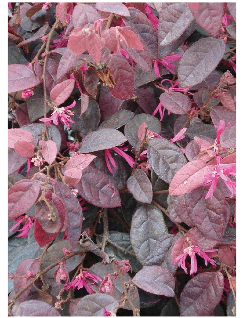 LOROPETALUM chinense FIRE DANCE