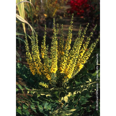 MAHONIA media WINTER SUN