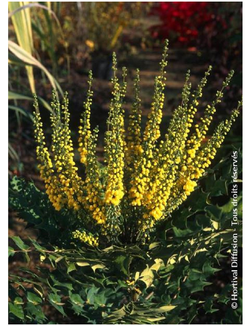 MAHONIA media WINTER SUN