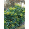 MAHONIA media WINTER SUN