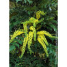 MAHONIA media WINTER SUN