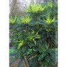 MAHONIA media WINTER SUN