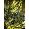 MAHONIA media WINTER SUN