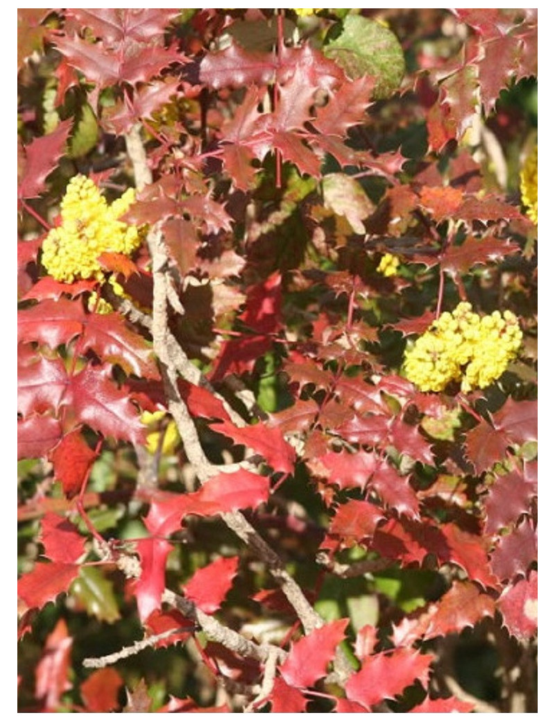 MAHONIA wagneri PINNACLE