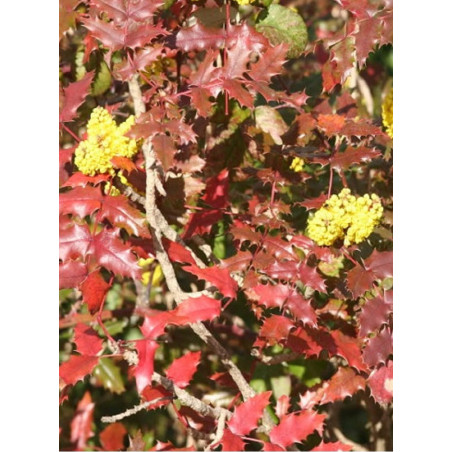 MAHONIA wagneri PINNACLE