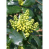 MAHONIA wagneri PINNACLE