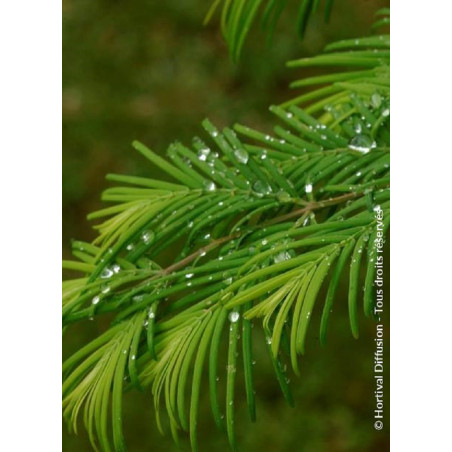 METASEQUOIA glyptostroboides