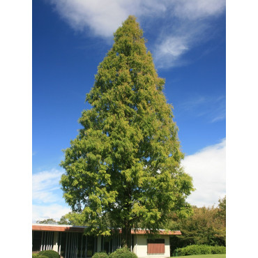 METASEQUOIA glyptostroboides