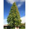 METASEQUOIA glyptostroboides