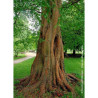 METASEQUOIA glyptostroboides