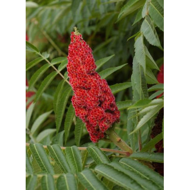 RHUS typhina