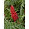 RHUS typhina