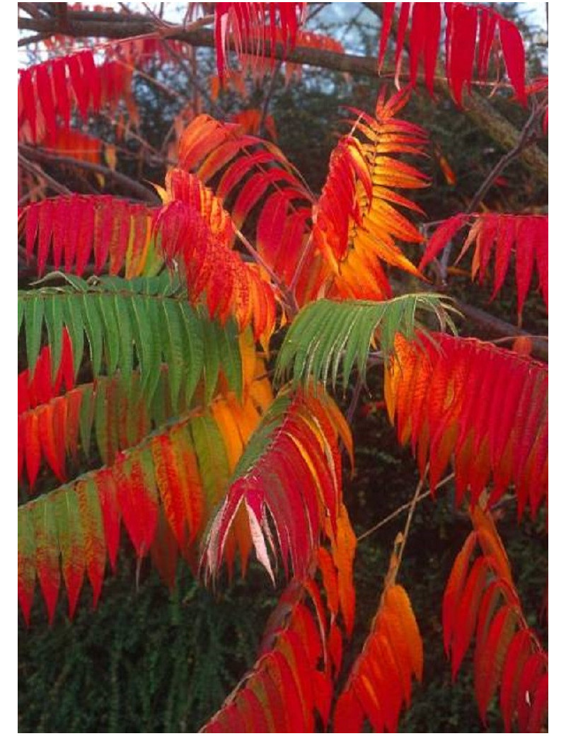 RHUS typhina