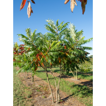 RHUS typhina