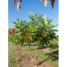 RHUS typhina