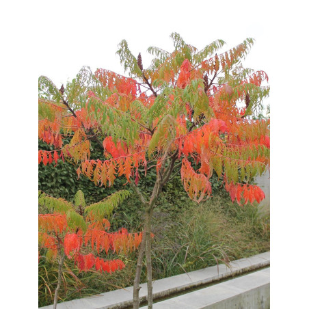 RHUS typhina DISSECTA En pot