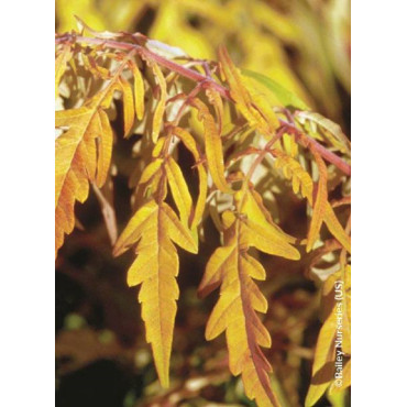 RHUS typhina TIGER EYES